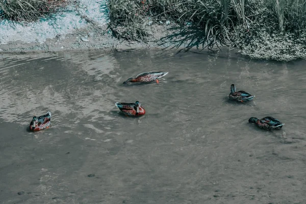 Uma Bela Vista Patos Flutuando Lago — Fotografia de Stock