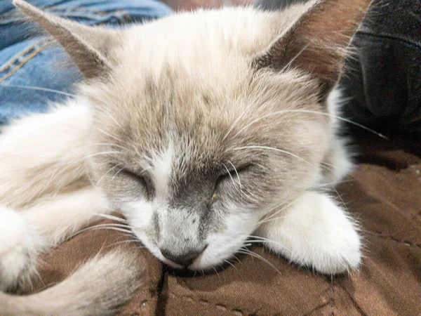 Closeup Fluffy Sleeping Cat Sleeping Cou — Stock Photo, Image