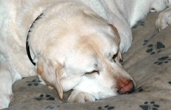 床で寝てる犬 — ストック写真