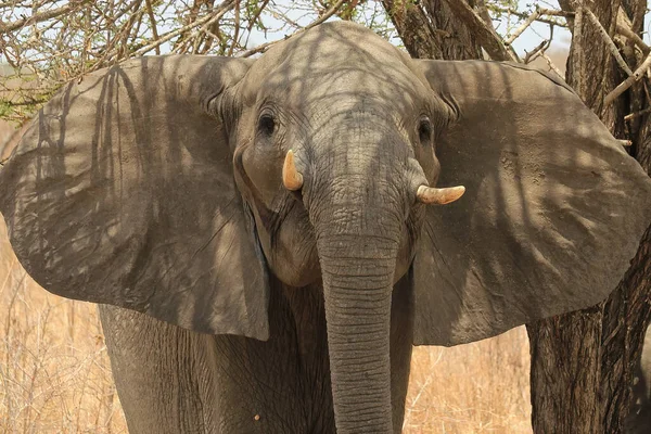 Tanzanya Safarisinde Bir Fil Güneşli Bir Günde Selous Game Reserve — Stok fotoğraf