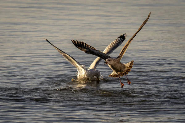 Gaivotas Grandes Voando Sobre Mar Busca Comida — Fotografia de Stock