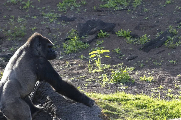 Shallow Focus Gorilla Zoo — Stock Photo, Image