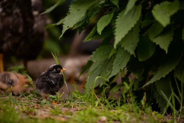 Selective Focus Shot Chick Farm — Stock fotografie