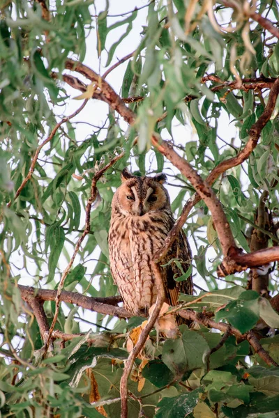 Beautiful Shot Owl Sitting Branch Forest — Φωτογραφία Αρχείου