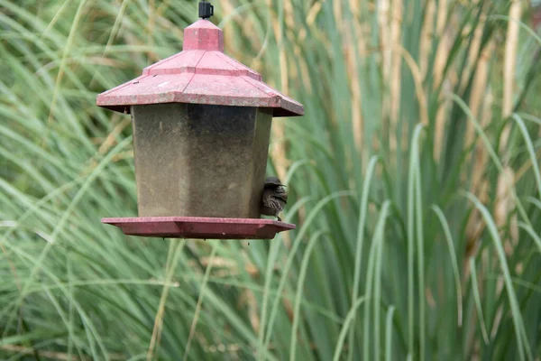 Gros Plan Moineau Picorant Une Mangeoire Oiseaux Fond Bordeaux — Photo