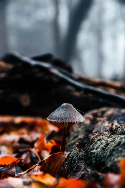 Gyönyörű Őszi Erdő Növény Állatvilág — Stock Fotó