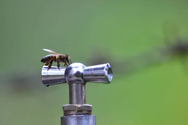 Honeybee Sitting Water Tap Blurred Background Copy Space — Photo