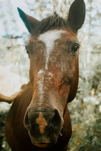 Portret Van Een Prachtig Paard — Stockfoto