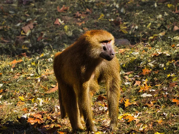 Babuíno Guiné Papio Papio Macaco Outono Kansas City Zoo Missouri — Fotografia de Stock