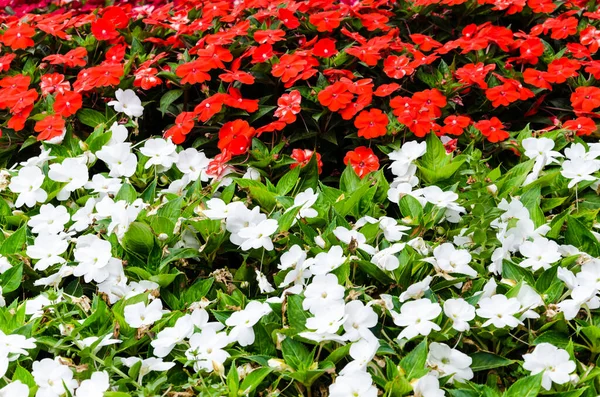 Background White Red Impatiens Walleriana Busy Lizzie Flowers Andalusian Village — Stock Photo, Image