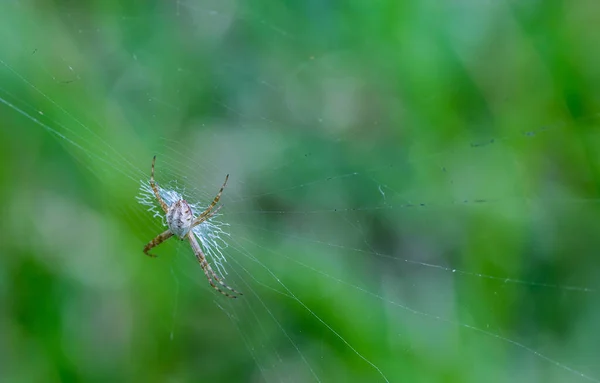 Une Araignée Effrayant Rampant Sur Une Toile Isolée Sur Fond — Photo