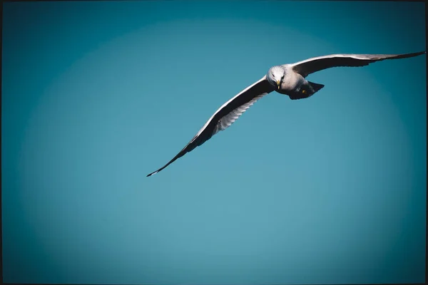 Low Angle Shot Ring Billed Gull Flying Sunlight Blue Sky — Zdjęcie stockowe