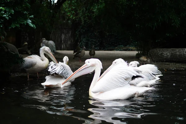 Зграя Великих Білих Пеліканів Які Плавають Озері — стокове фото