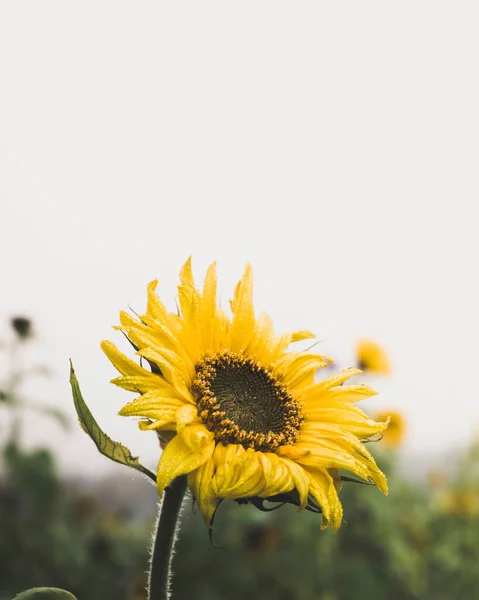 背景上美丽的向日葵 — 图库照片