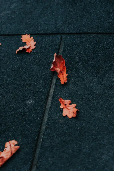 Beautiful Shot Dried Leaves Ground — Stockfoto
