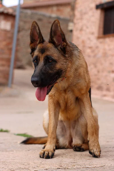 Close Brown Tired Sitting Dog Sticking Out Its Tongue — Stockfoto