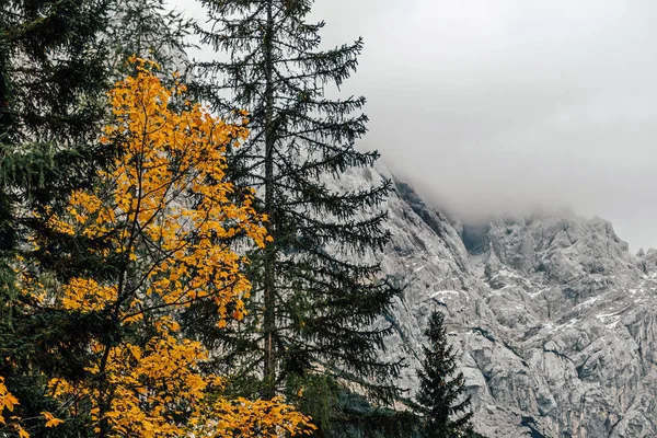 Autumn Forest Landscape Snow Capped Mountains Background — ストック写真