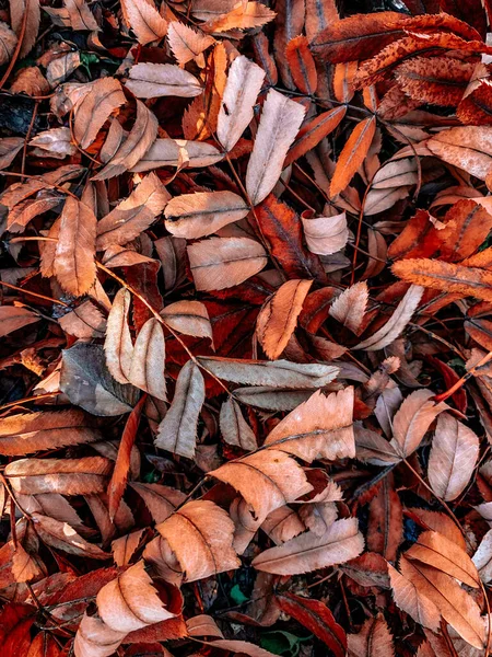 Selektywne Ujęcie Jesiennych Liści Mokrym Asfalcie — Zdjęcie stockowe