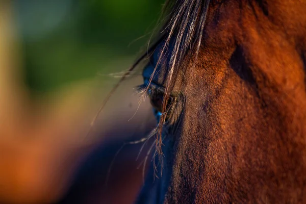Vacker Häst Fältet — Stockfoto