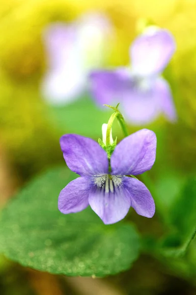 Bellissimi Fiori Giardino — Foto Stock