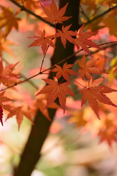 秋の間に葉のクローズアップショット — ストック写真