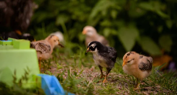 Selective Focus Shot Chick Farm — Stockfoto