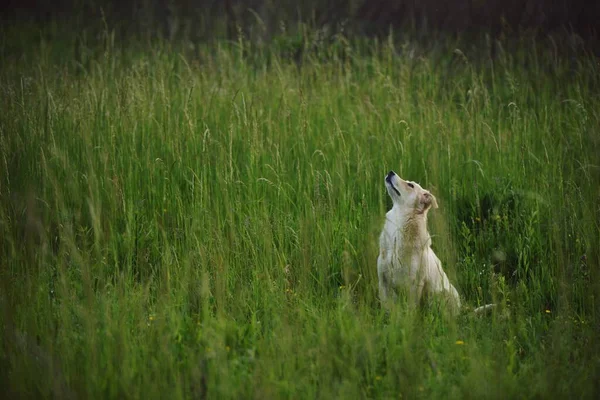 牧草地にいる犬 — ストック写真