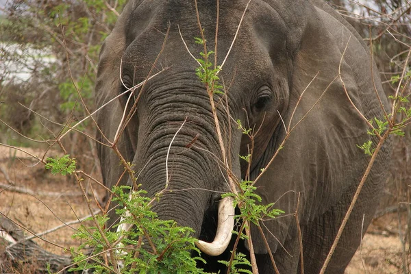 Elefante Safári Tanzânia Selous Game Reserve — Fotografia de Stock