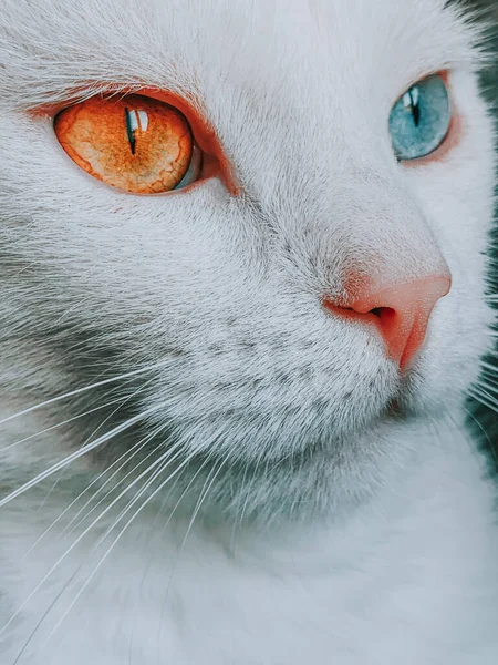 Closeup Shot White Cat Blue Red Eyes — Photo