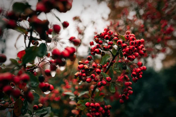 Selective Focus Shot Mediterranean Medlar Red Berries — Stok fotoğraf