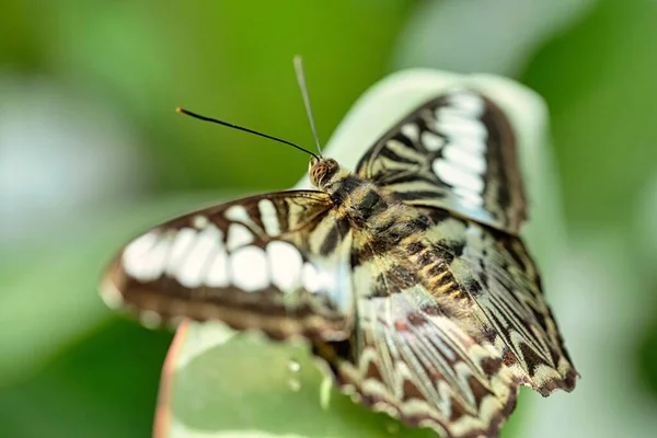 Schöner Schmetterling Auf Einer Pflanze — Stockfoto