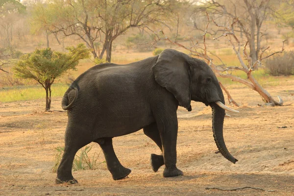在一个阳光灿烂的日子里 一头大象在坦桑尼亚的狩猎保护区里 — 图库照片