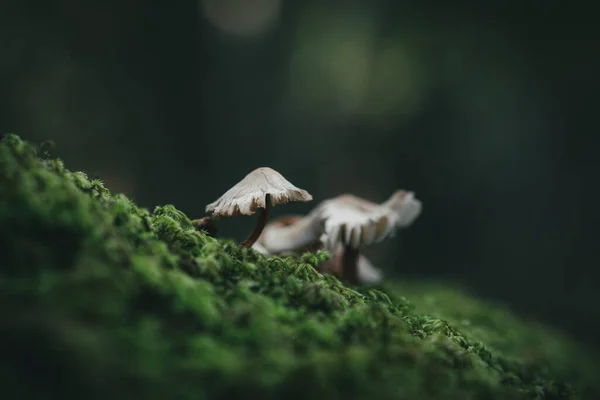 在森林里生长的蘑菇 — 图库照片