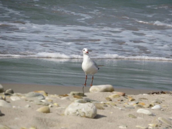 Gabbiano Sulla Spiaggia — Foto Stock