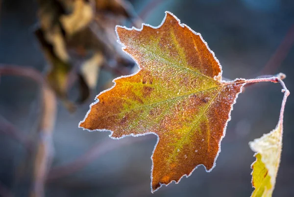 Foglie Autunno Albero — Foto Stock