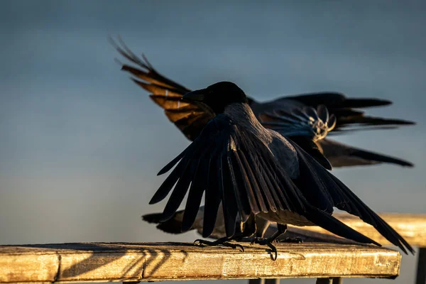 街中のカラスの姿を — ストック写真