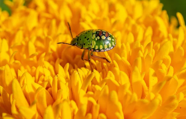 Close Shot Southern Green Stink Bug Beautiful Yellow Flowers Sunlight — Zdjęcie stockowe