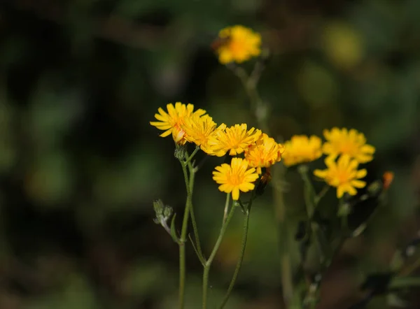 Bulanık Arkaplanda Çiçek Açan Şahin Otu — Stok fotoğraf