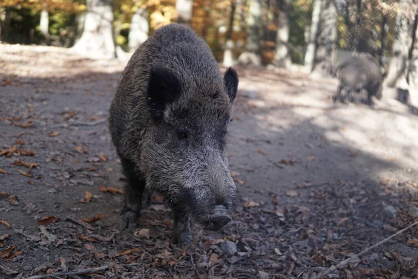 Großaufnahme Eines Schönen Wildschweins Auf Dem Bauernhof Einem Sonnigen Tag — Stockfoto