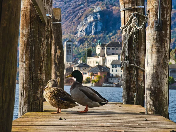 Cute Ducks Wooden Pier San Giulio Island Italy — Foto de Stock