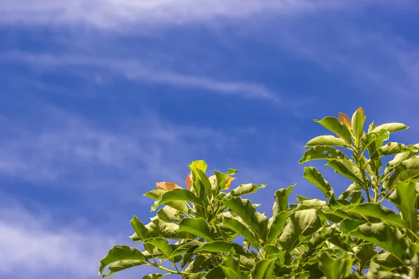 Detailní Záběr Zeleného Čaje Opouští Plantáž Proti Modrému Zamračenému Nebi — Stock fotografie