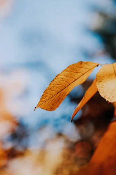 Nahaufnahme Eines Gelben Blattes Herbst — Stockfoto