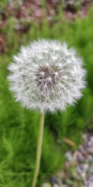 Closeup Blossomed Fluffy Dandelion — Stockfoto