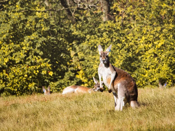 Hayvanat Bahçesinde Duran Kanguru Kansas Missouri Abd — Stok fotoğraf