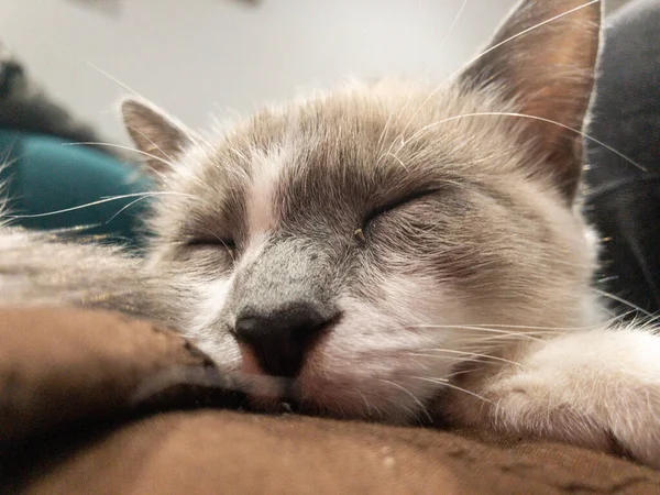 一只可笑的毛绒绒猫睡在沙发上 — 图库照片