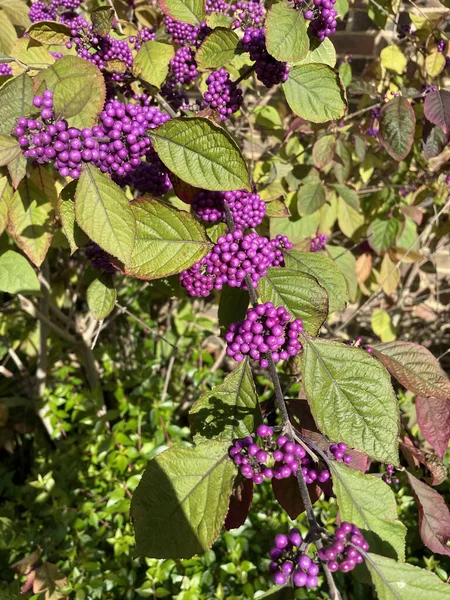 Bodinier漂亮浆果的特写镜头 — 图库照片