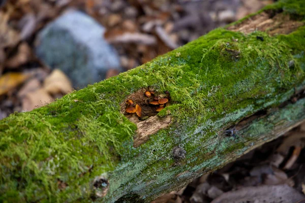 Small Mushrooms Moss Covered Piece Wood —  Fotos de Stock