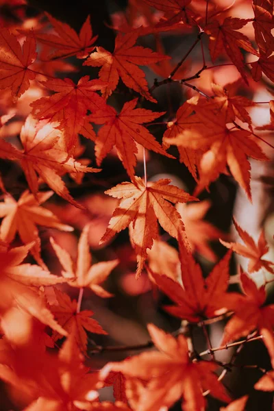 Een Close Shot Van Bladeren Tijdens Herfst — Stockfoto