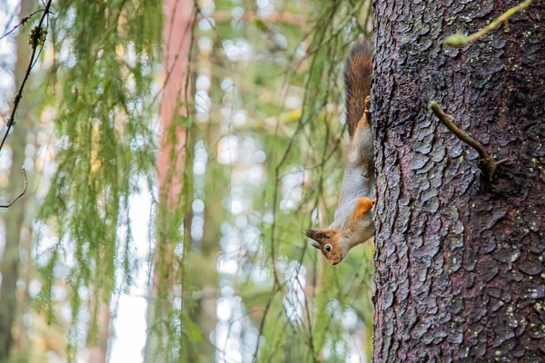 Bushy Tailed Squirrel Tree Trunk — Stock Photo, Image
