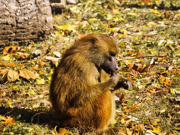Guinea Baboon Papio Papio Monkey Sitting Autumn Leaves Kansas City — Foto de Stock
